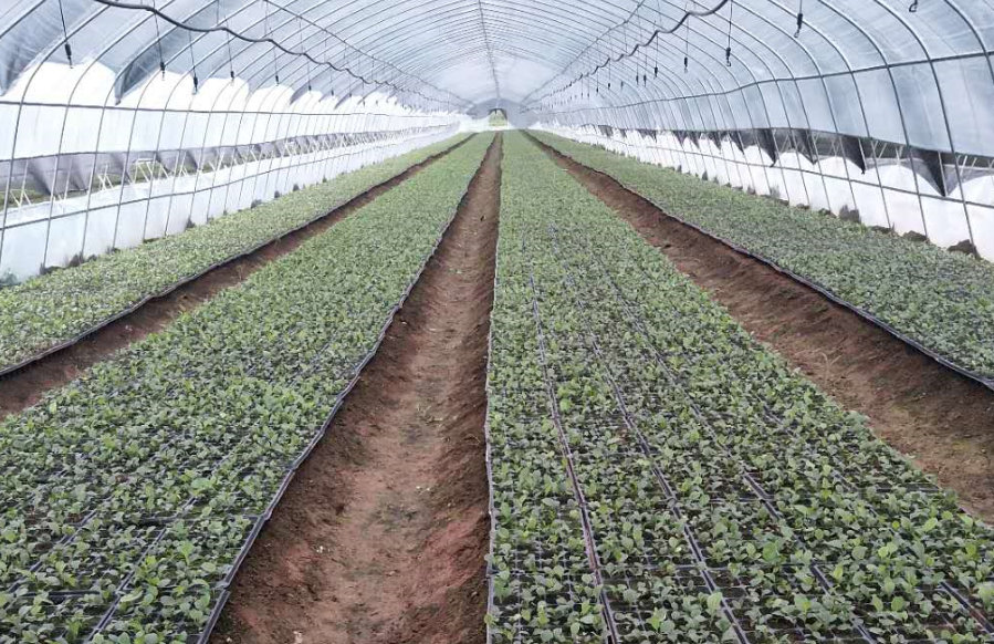 北蒼術(shù)種苗